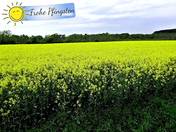 Frohe Pfingsten